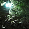 みどり川の桜3
