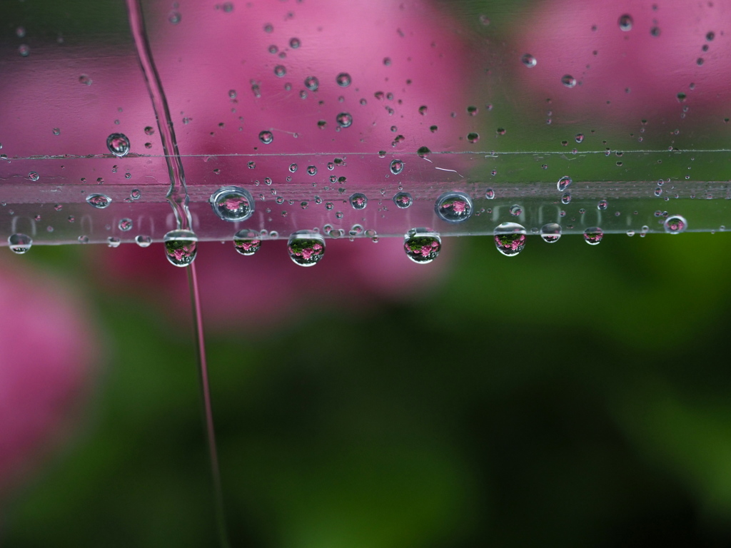 雨の紫陽花2