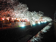 みどり川の桜1