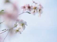 四季桜2