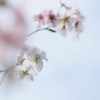 四季桜2