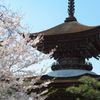 大樹寺多宝塔02