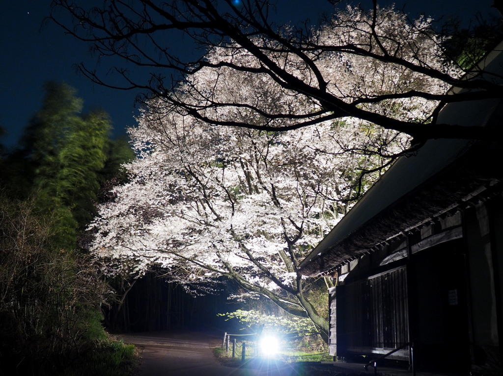 里山の桜2