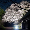 里山の桜2