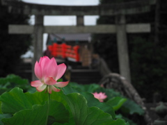 伊賀八幡宮の蓮4