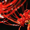 彼岸花1
