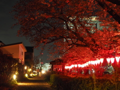 みどり川の桜2