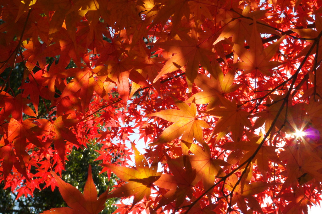 紅葉の煌めき