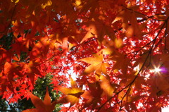 紅葉の煌めき