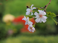 四季桜1