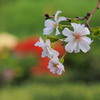 四季桜1