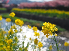免々田川菜の花・桜まつり4