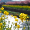 免々田川菜の花・桜まつり4