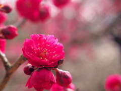 岩津天満宮4