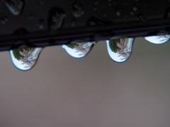 花散らしの雨1