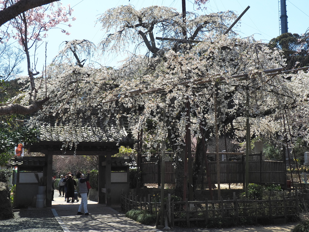 源空院の枝垂れ桜1