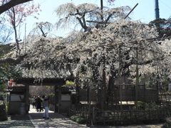源空院の枝垂れ桜1