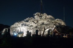 源空院の枝垂れ桜1