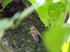 ニイニイゼミ