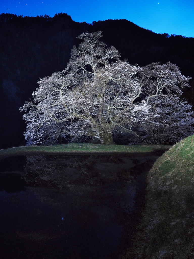 駒つなぎの桜