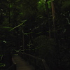 平原のホタル1