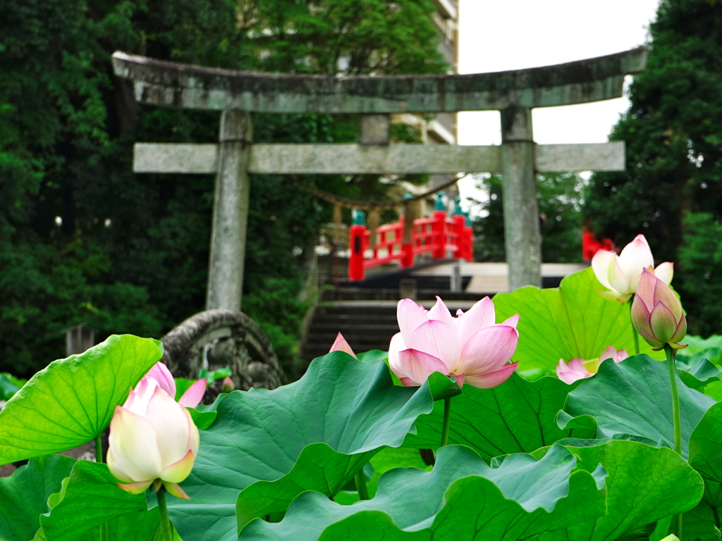 伊賀八幡の蓮