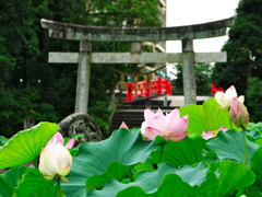 伊賀八幡の蓮