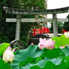 伊賀八幡の蓮