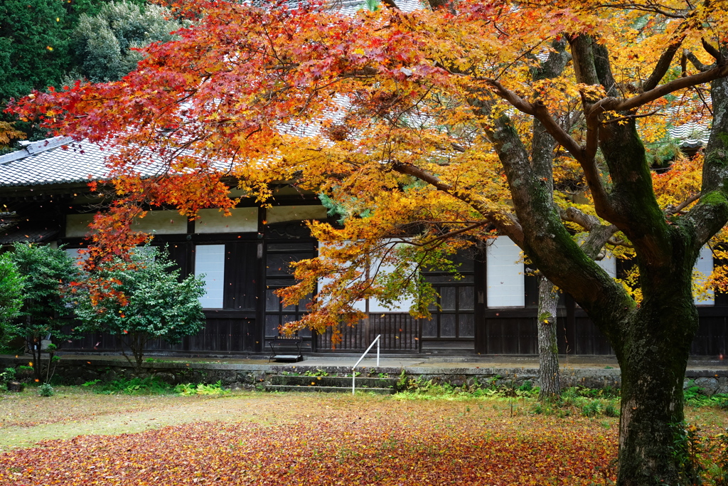 長圓寺の紅葉1