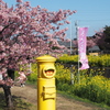 免々田川菜の花・桜まつり1