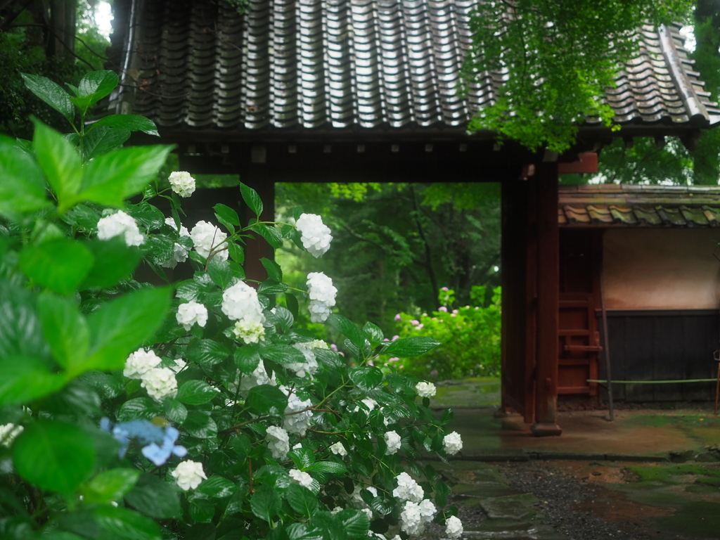 本光寺4