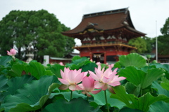 伊賀八幡宮の蓮1