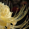 白い彼岸花1