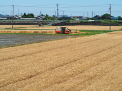 麦秋