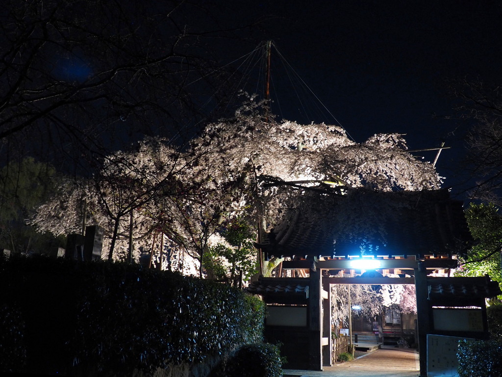 源空院の枝垂れ桜02