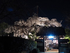 源空院の枝垂れ桜02