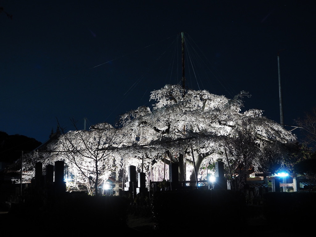 源空院の枝垂れ桜01