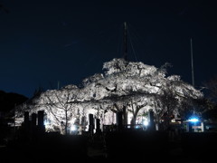 源空院の枝垂れ桜01