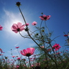 秋晴れコスモス