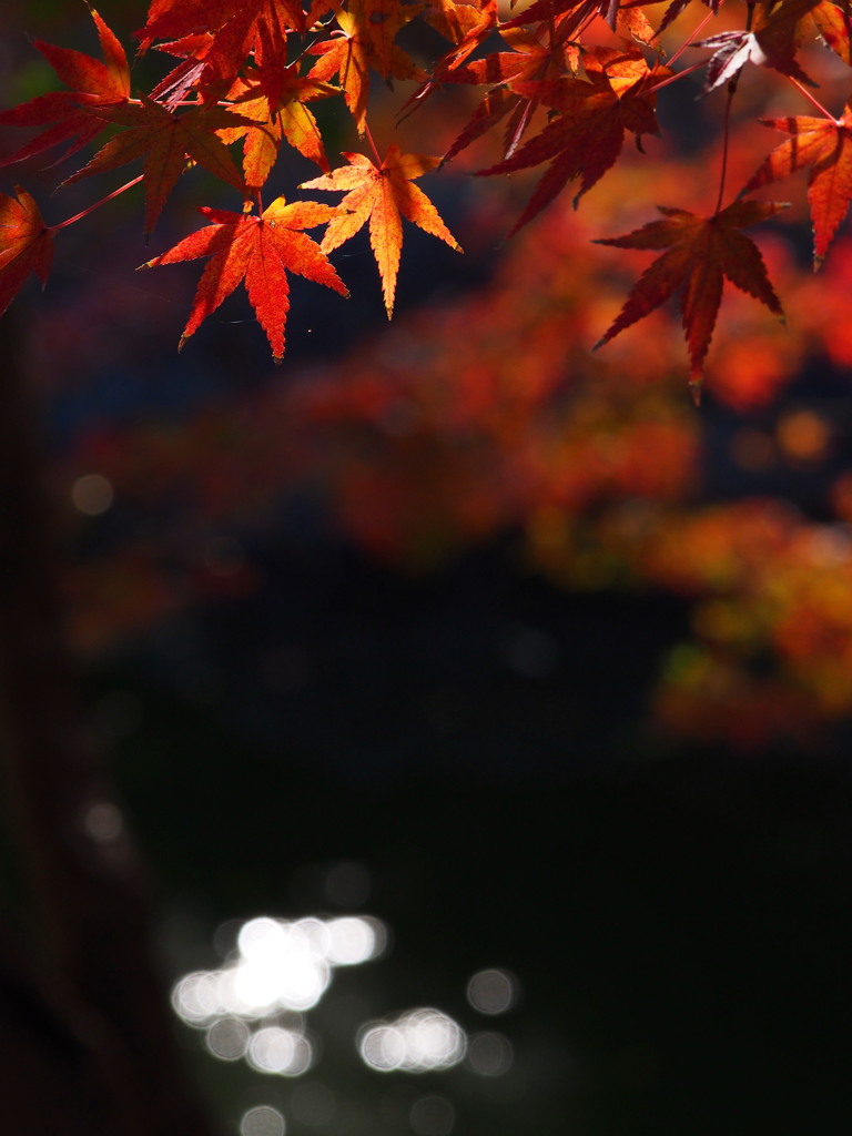 西尾城の紅葉