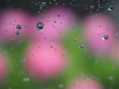 雨の紫陽花1