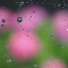雨の紫陽花1