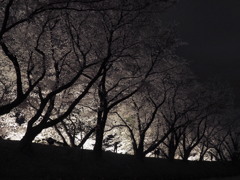 黄金堤の桜2