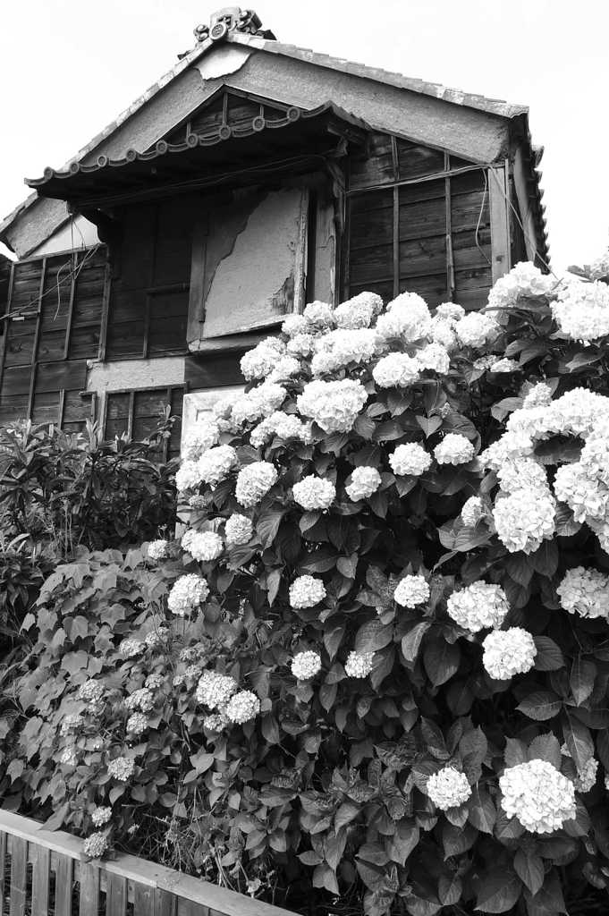 紫陽花