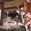 天神様の梅3