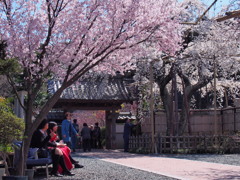 源空院の枝垂れ桜4