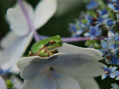 アマガエル1