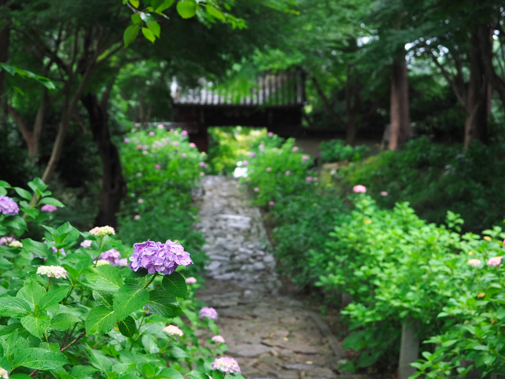 本光寺1
