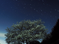 平原の桜2