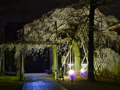 宿縁寺の枝垂れ桜1